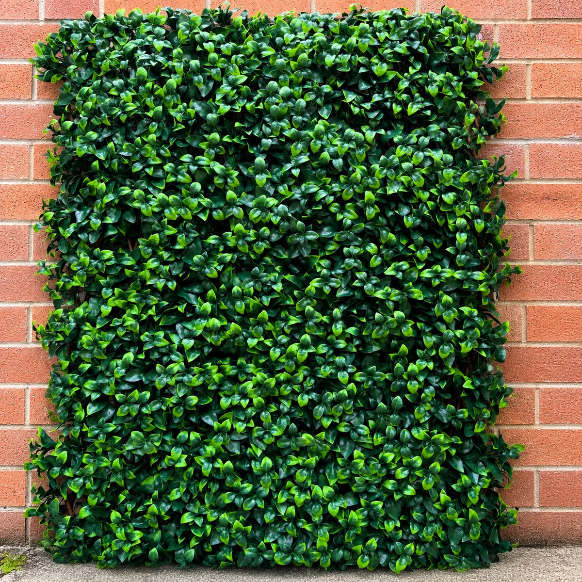 Laurel leaf trellis expanded on a garden wall